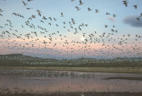 1732-20-flock