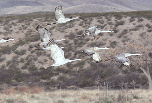 1732-2_flying
