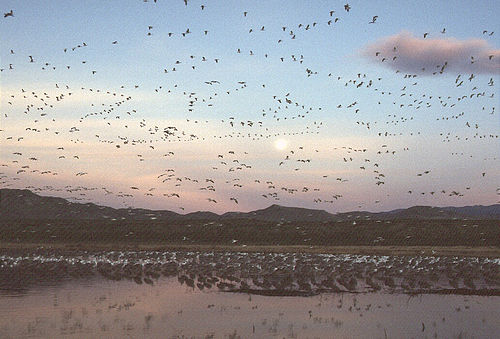 1733-11-flock