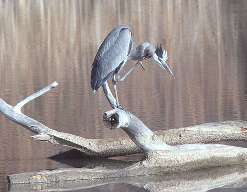 1735-2_herron