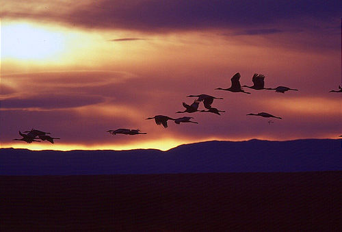 1736-1_cranes_fly