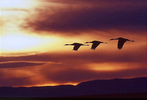 1736-5_cranes_fly