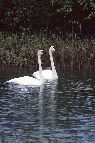 1748-9_Swans