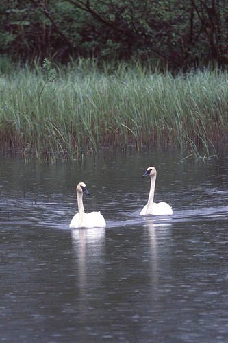 1749-1_Swans