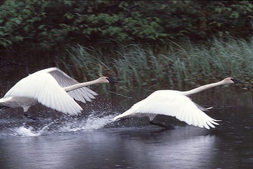 1749-5_Swans