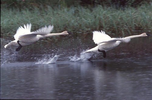1749-6_Swans