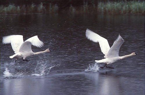 1749-7_Swans