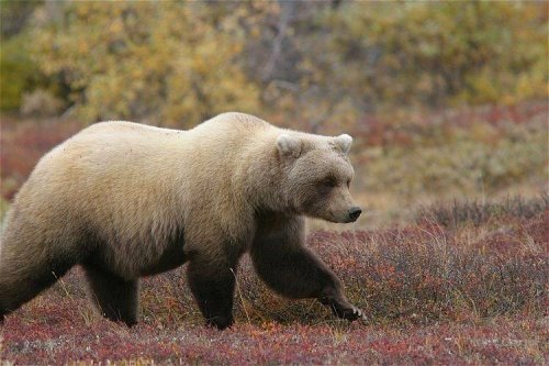 2003-9-14_img_1266_Denali_500