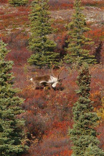 2003-9-14_img_1325_Denali_500