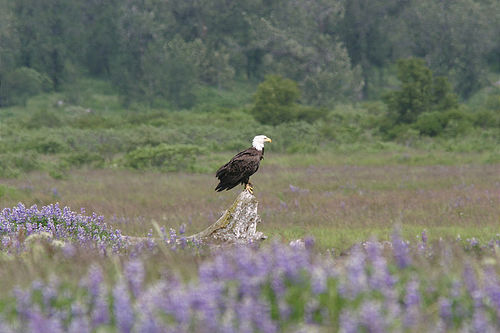 7-14-03_Kodiak_0167